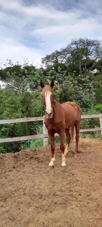 Refugio Horse Villa ซานโต อังตัวนิโอ โด ปิงญัล ภายนอก รูปภาพ