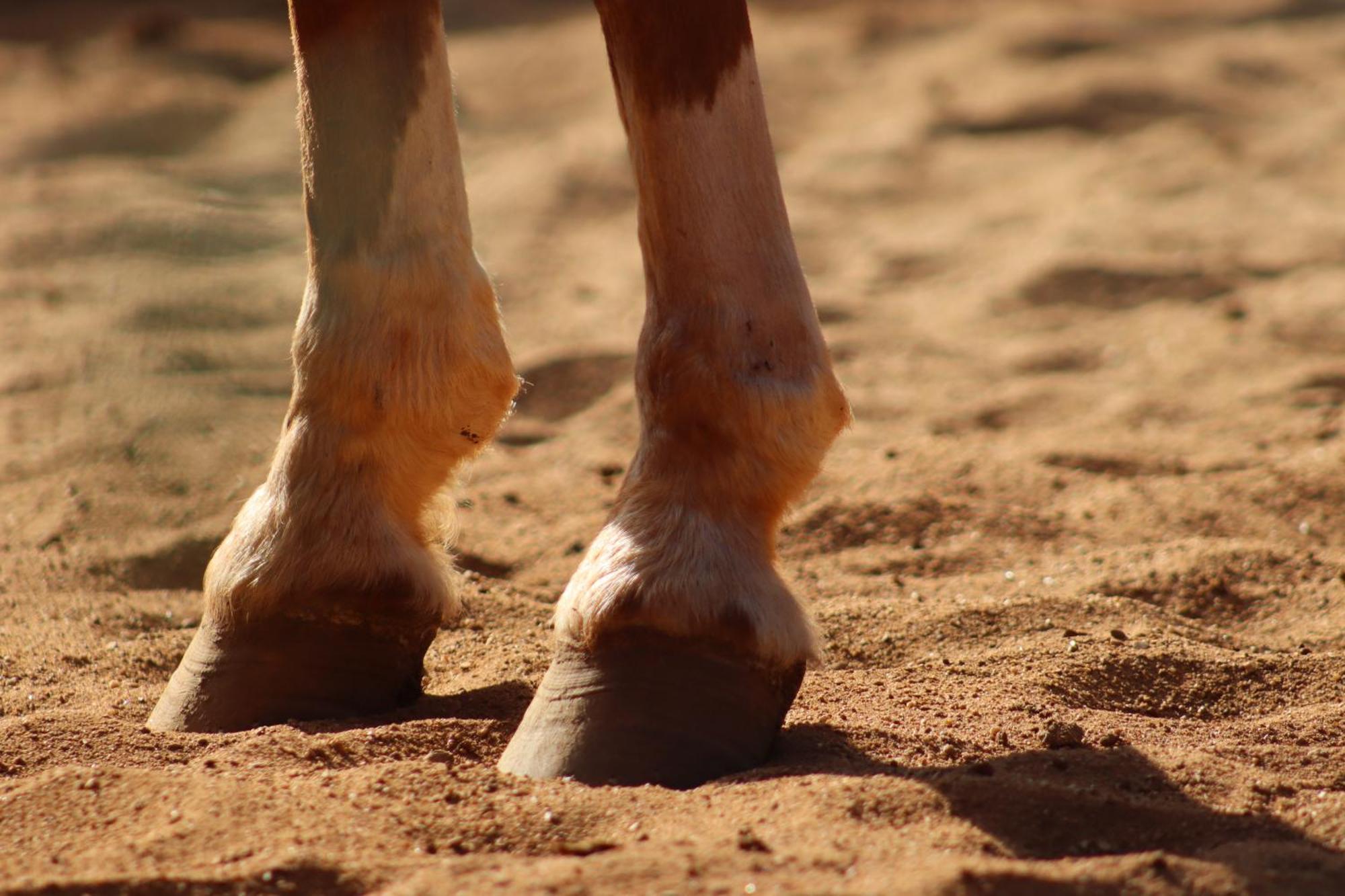 Refugio Horse Villa ซานโต อังตัวนิโอ โด ปิงญัล ห้อง รูปภาพ